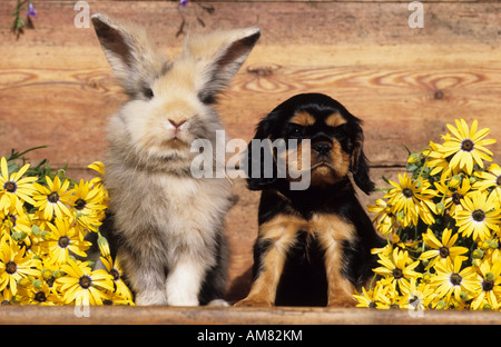 Cavalier King Charles Spaniel, Welpen sitzen neben Hauskaninchen Stockfoto