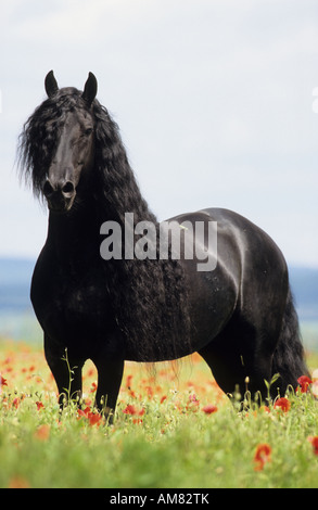 Friesische Pferd (Equus Caballus), Hengst stehen im Bereich der blühenden Mohn (Papaver Rhoeas) Stockfoto