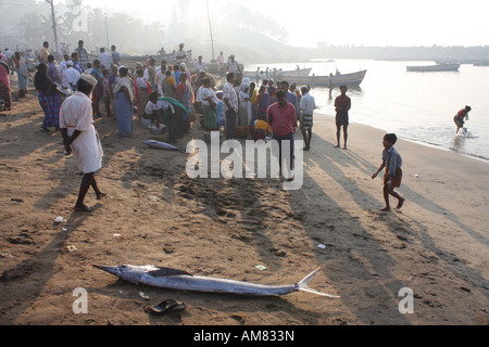 Schwertfisch auf Strand von Vizhinjam, ein Fischerdorf im Bundesstaat Kerala, Südindien Stockfoto