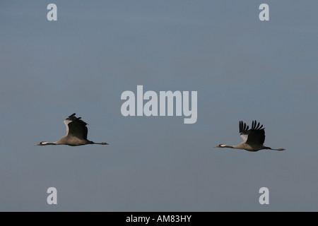 Kraniche (Grus Grus) in der Luft Stockfoto