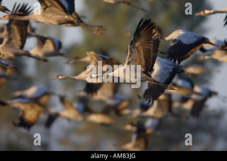 Kraniche (Grus Grus) in der Luft Stockfoto