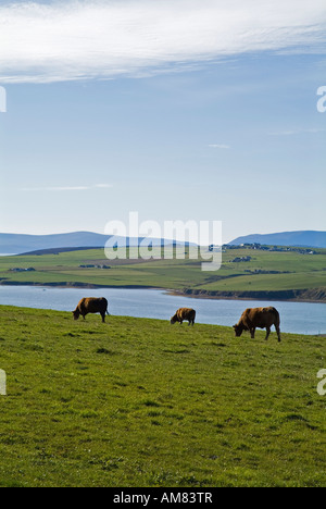 dh Kuh Herde RINDER Großbritannien schottische Kühe in Hanglage Feld Beweidung über Scapa Flow Orkney Beef Farming Felder Ackerland Stockfoto