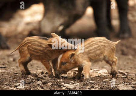 Ferkel (Sus Scrofa) Stockfoto