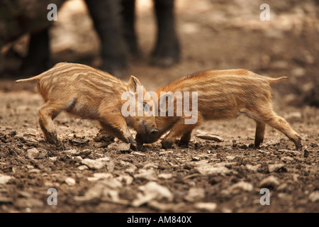 Ferkel (Sus Scrofa) Stockfoto