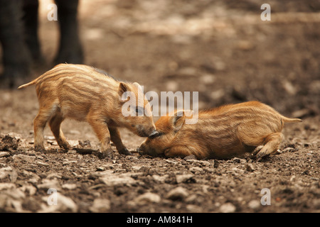 Ferkel (Sus Scrofa) Stockfoto