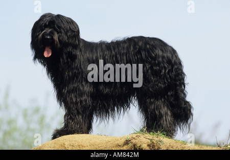 Briard (Canis Lupus Familiaris), schwarze Hund stehend Stockfoto