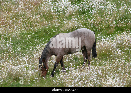 Pferd in Wildblumen Feld Harberton Estancia, Feuerland, Argentinien, Südamerika Stockfoto