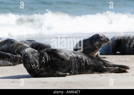 Graue Dichtungen (Halichoerus Grypus) am Strand Stockfoto