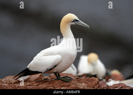 Basstölpel (Sula Bassana) Stockfoto