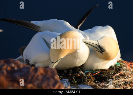 Basstölpel (Sula Bassana) Stockfoto