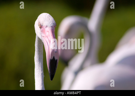 Flaminigos am Oceanografico, Ciudad de Las Artes y Las Ciencas (Stadt der Künste und der Wissenschaften), Valencia, Spanien, Europa Stockfoto