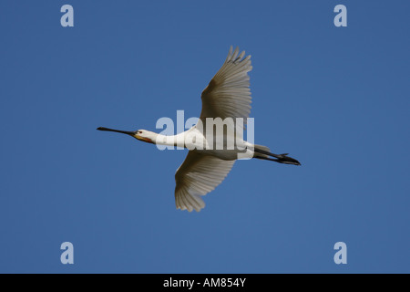 Eurasische Löffler (Platalea Leucorodia) fliegen Stockfoto