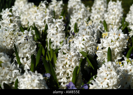 Weiße Hyazinthe Blumen Stockfoto