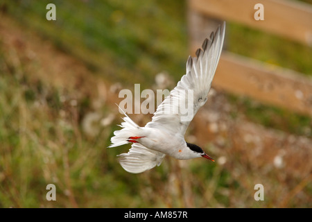 Seeschwalbe (Sterna Hirundo) fliegen Stockfoto