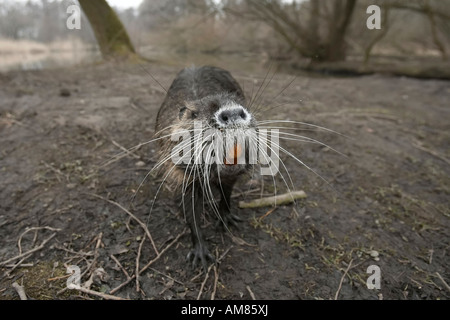 Nutria, Biber brummeln Stockfoto
