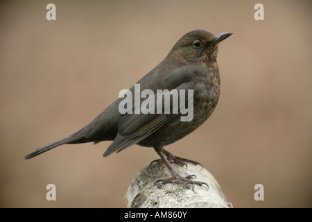 Weibliche Amsel (Turdus Merula) Stockfoto