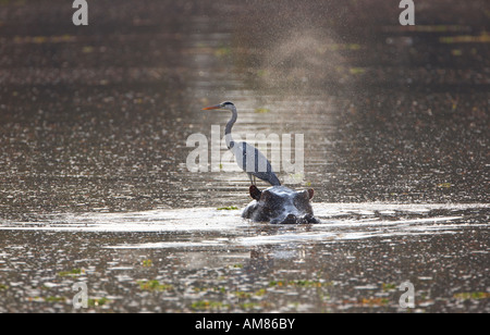 Graureiher (Ardea Cinerea) thront auf Flusspferd zurück (Hippopotamus Amphibius) Stockfoto