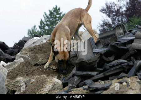 Suche und Rettung Hund auf ein Trümmerhaufen, Diepeschrather Weg, Bergisch Gladbach, Nordrhein-Westfalen, Deutschland Stockfoto