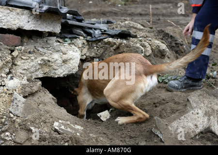 Suche und Rettung Hund auf ein Trümmerhaufen, Diepeschrather Weg, Bergisch Gladbach, Nordrhein-Westfalen, Deutschland Stockfoto