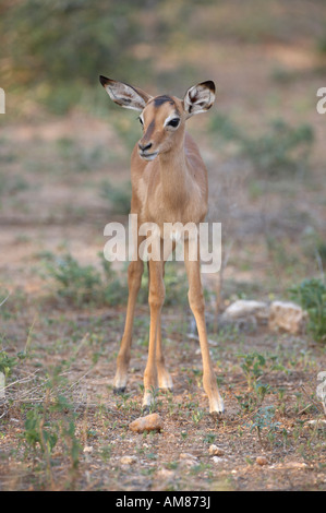 Impala Lamm (Aepyceros Melampus) Stockfoto