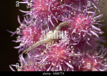 Krabben Sie-Spinne Misumena Vatia auf eine Blume-cornwall Stockfoto