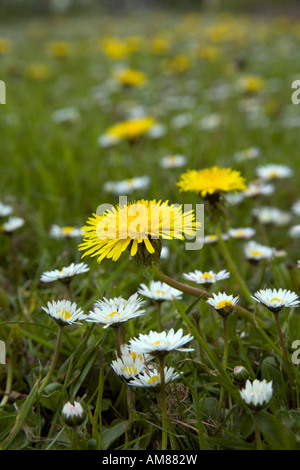 Gänseblümchen Bellis Perennis und Löwenzahn Taraxacum vulgaria Stockfoto