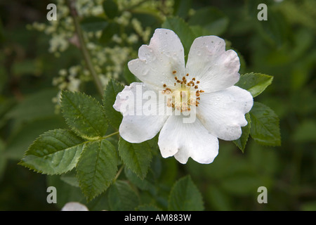 Hundsrose Rosa Canina in Blüte Stockfoto