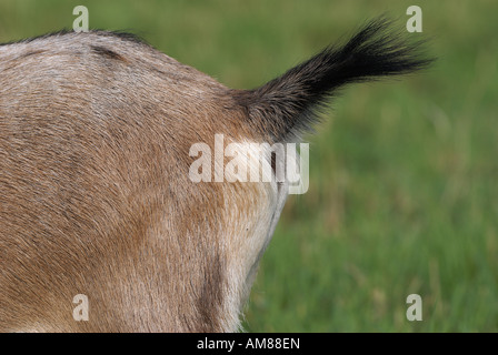 Ende einer Ziege Stockfoto