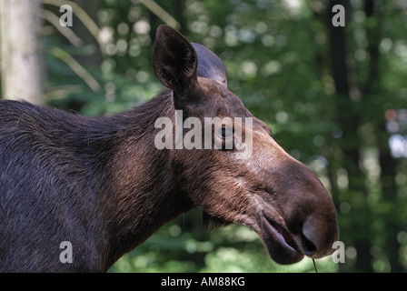 Elche (Alces Alces), weibliche Gefangene Stockfoto