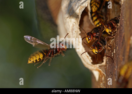 Europäische Hornisse (Vespa Crabro) Stockfoto