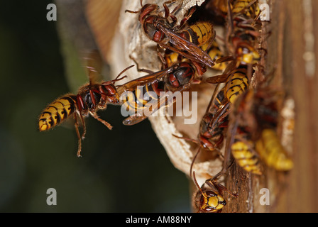 Europäische Hornisse (Vespa Crabro) Stockfoto