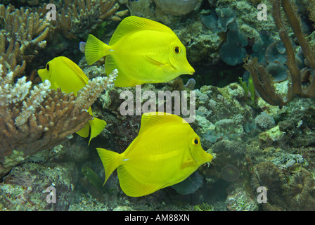 Gelbe Tang (Zebrasoma Flavenscens) gefangen Stockfoto