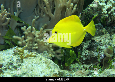 Gelbe Tang (Zebrasoma Flavenscens) gefangen Stockfoto