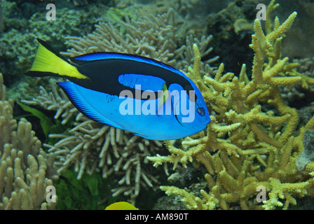 Regal Tang (Paracanthurus Hepatus) gefangen Stockfoto