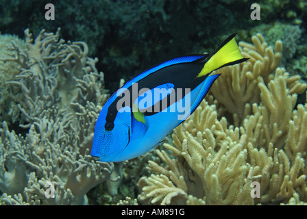 Regal Tang (Paracanthurus Hepatus) gefangen Stockfoto