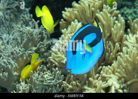 Regal Tang (Paracanthurus Hepatus) gefangen Stockfoto