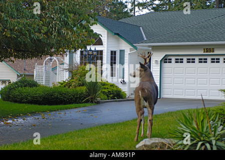 Urban-Columbia schwarz - angebundene Rotwild (Odocoileus Hemionus columbianus Stockfoto