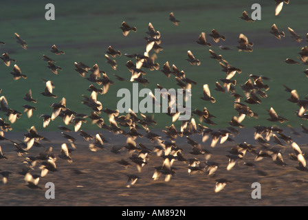 Stare (Sturnus Vulgaris) Stockfoto