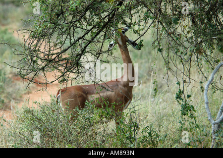 Kenia Samburu National Reserve Kenia Gerenuk Litocranius Walleri AKA Giraffe Gazelle kaute Blätter an einem Baum Stockfoto