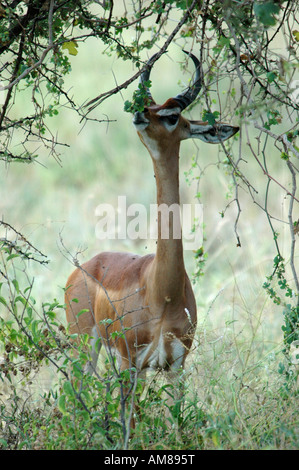 Kenia Samburu National Reserve Kenia Gerenuk Litocranius Walleri AKA Giraffe Gazelle kaute Blätter an einem Baum Stockfoto