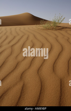 Sandy Dünen geprägt durch den Wind mit einem Busch, Erg Chebbi, Marokko Stockfoto
