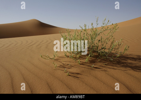 Bush auf einer sandigen Düne vom Wind, Erg Chebbi, Marokko Stockfoto