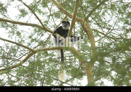 Mantled guereza Affe in einem Baum. Die mantelbrüllaffen guereza (Colobus guereza) ist eine schwarz-weiße Stummelaffen native zu viel von West Zentral- und Ostafrika, ich Stockfoto