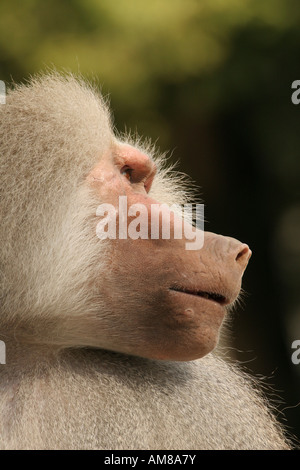 Männliche Hamadryas Pavian (Papio Hamadryas) Stockfoto