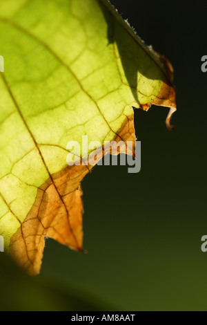 Vineleaf bei Gegenlicht Stockfoto