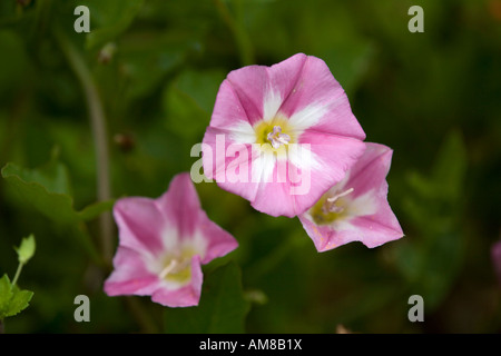 Feld Ackerwinde Convolvulus Arvensis in Blüte Stockfoto