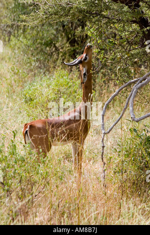 Kenia Samburu National Reserve Kenia Gerenuks Litocranius Walleri AKA Giraffe Gazelle kaute Blätter an einem Baum Stockfoto