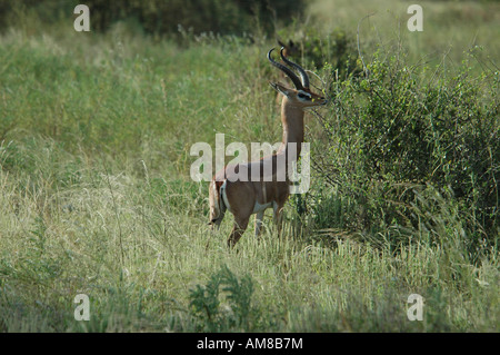 Kenia Samburu National Reserve Kenia Gerenuk Litocranius Walleri AKA Giraffe Gazelle kaute Blätter an einem Baum Stockfoto