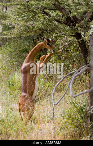 Kenia Samburu National Reserve Kenia Gerenuks Litocranius Walleri AKA Giraffe Gazelle kaute Blätter an einem Baum Stockfoto