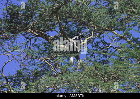 Mantled guereza Affe in einem Baum. Die mantelbrüllaffen guereza (Colobus guereza) ist eine schwarz-weiße Stummelaffen native zu viel von West Zentral- und Ostafrika, ich Stockfoto